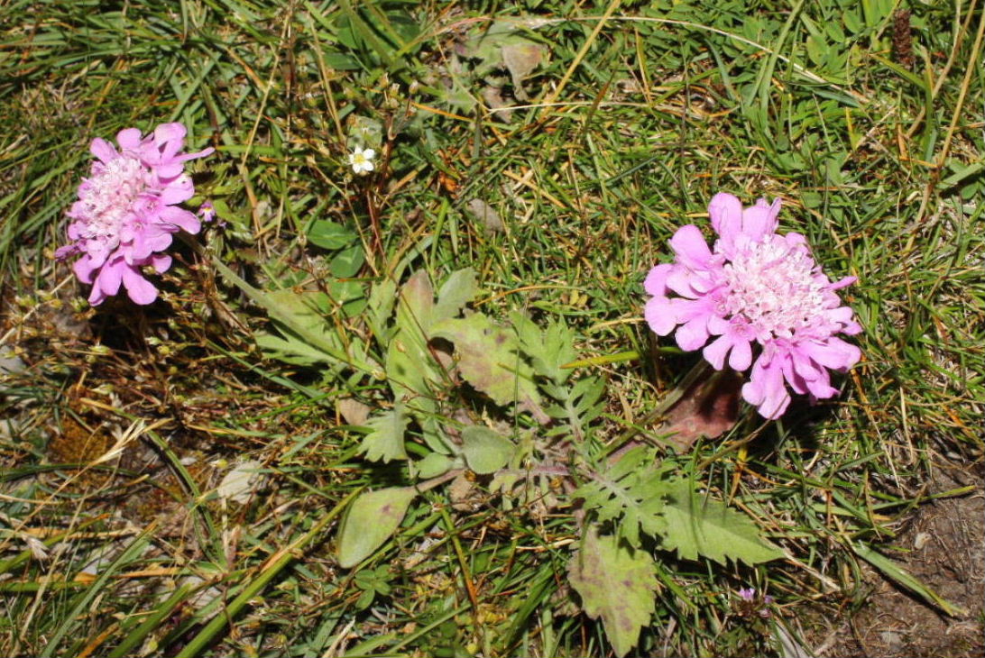 Scabiosa cfr. pyrenaica